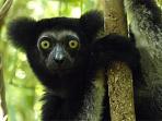 Madagascar tailor made holiday, Reef and Rainforest