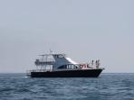 Wildlife half day cruise in North Wales