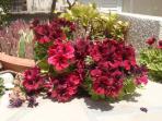 Limassol villa in Cyprus, sleeps 16