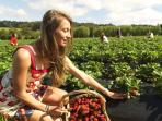 Sunny Ridge Strawberry Farm, Australia
