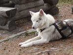 Hiking with huskies holiday in Finland