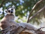 Southern Madagascar holiday, forests and beaches
