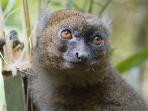 Madagascar wildlife holiday