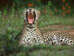Sri Lanka holiday, whales and Leopards