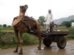 Rajasthan Golden Triangle cycling tour, India 