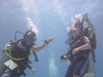 Mexico divemaster internship