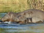 Southern Africa camping safari