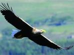 Southern Hebrides heritage and wildlife cruise, Scotland