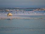 Spitsbergen polar bear watching cruise 