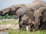 Botswana & Zimbabwe Safari holiday
