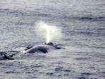 Blue whale watching tours in Sri Lanka