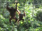 Borneo family holiday, tailor made