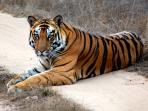 Tigers safaris in India