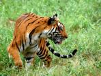 Bangladesh tiger safari holiday