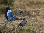 Kenya luxury bush camp safari holiday