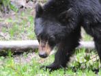 Bear watching holiday in British Columbia