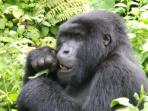 Gorilla tracking holiday in Rwanda