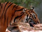 Bhutan tiger safari holiday