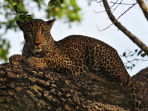Sri Lanka wildlife holiday