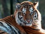 Siberian Tiger & Amur Leopard Tours in Russia