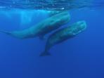 Whale watching in the Azores, Portugal