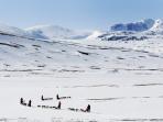 Arctic Circle dog sledding holiday in Sweden