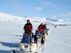 Swedish Lapland husky safari