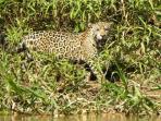 Jaguar watching safari of the Pantanal, Brazil