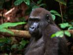 Gorilla safari in Africa