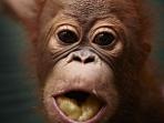 Tanjung Puting orangutan holiday in Borneo