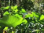 Trekking holiday in Cuba
