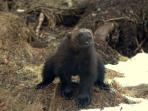 Wolverine photography tour in Finland