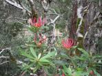 Tasmania 7 day tour, Australia
