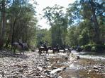 Snowy river horse riding trip in Victoria, Australia