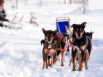 Lapland Northern Lights and activity holiday