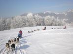 Short break husky safari in Slovakia 