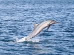 Fiji dolphin conservation holiday