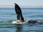 Baja wildlife holiday in Mexico