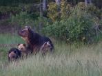Wild Taiga bear watching trip in Finland