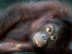 Borneo wildlife holiday