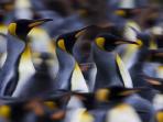 South Georgia holidays and cruise, South Atlantic