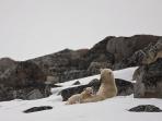 Spitsbergen wildlife cruise in the Arctic
