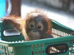 Orangutan volunteering in Borneo