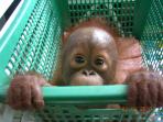 Orangutan conservation holiday in Borneo