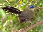 Budget Madagascar bird watching tour
