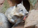 Wombat conservation holiday in South Australia