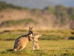Tasmania wildlife holiday in Australia
