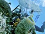 Underwater photography holiday in Belize