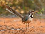 Madagascar bird watching tour