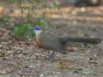 Madagascar bird watching tour, highlights